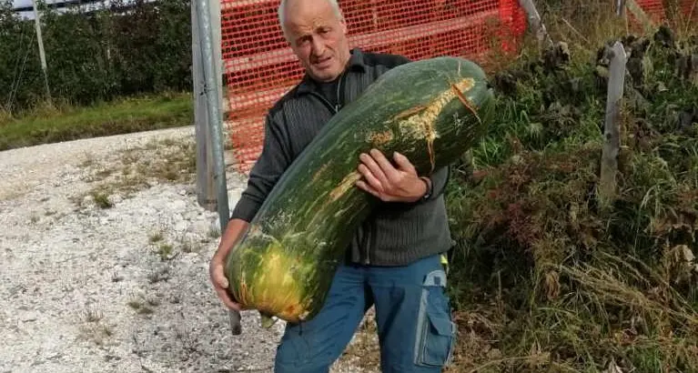 L'orto dei record a Tres ecco la super-zucchina da 42 chilogrammi