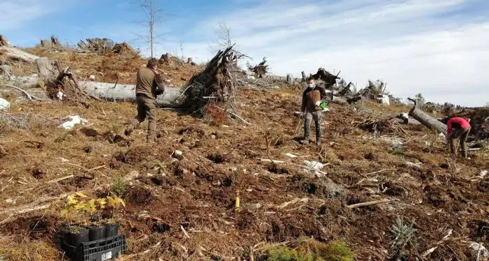 A due anni da Vaia 20 mila piantine pronte per ripopolare i boschi