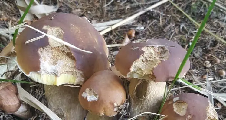 Sei belle brise grandi nella stessa «zocca»: il bottino a Vetriolo