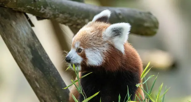 In 50 anni persi nel mondo due terzi degli animali selvatici