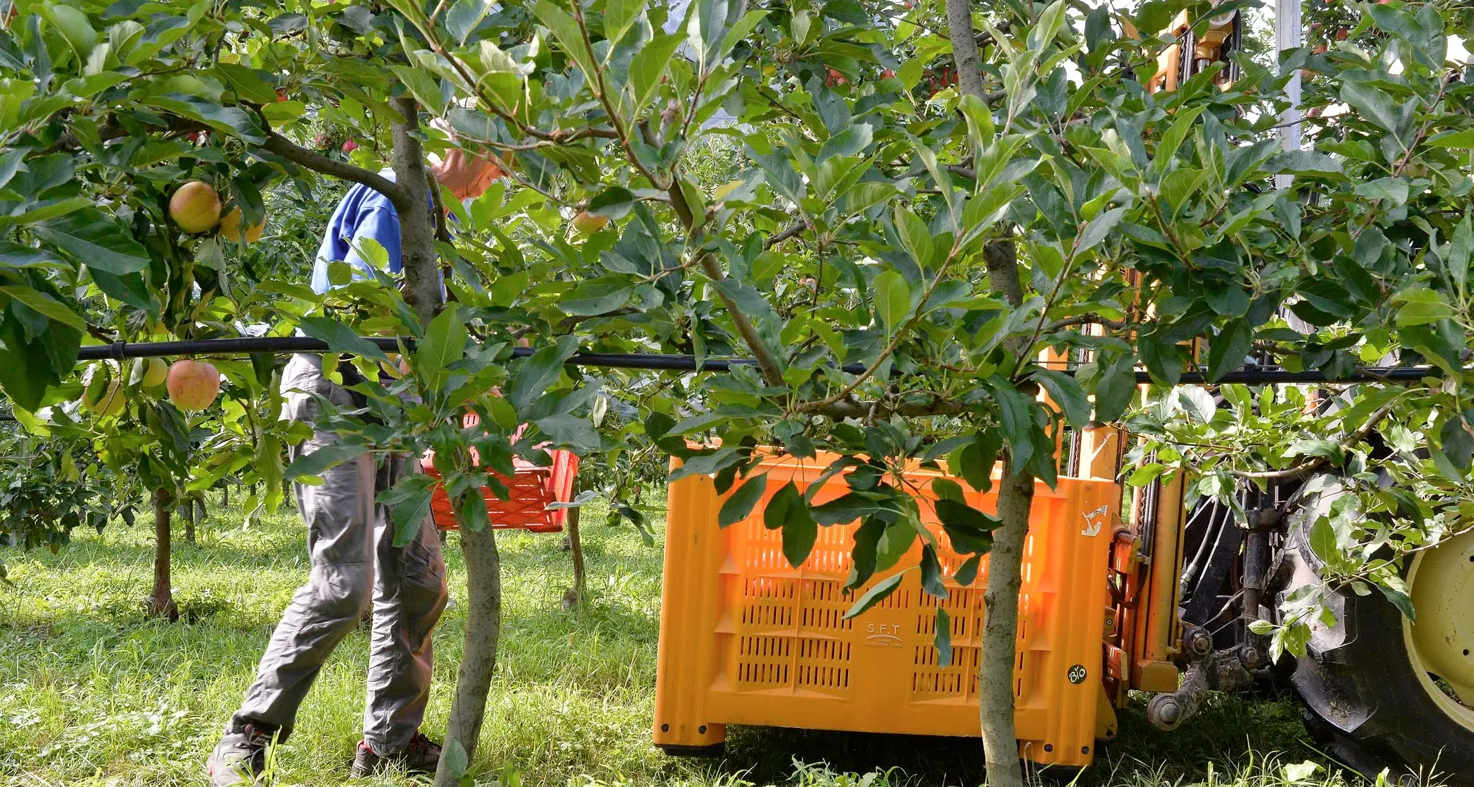 Covid: in Trentino c'è l'indice di contagio più alto Tamponi a raffica per i raccoglitori: sono 15 i contagi tra i lavoratori agroforestali