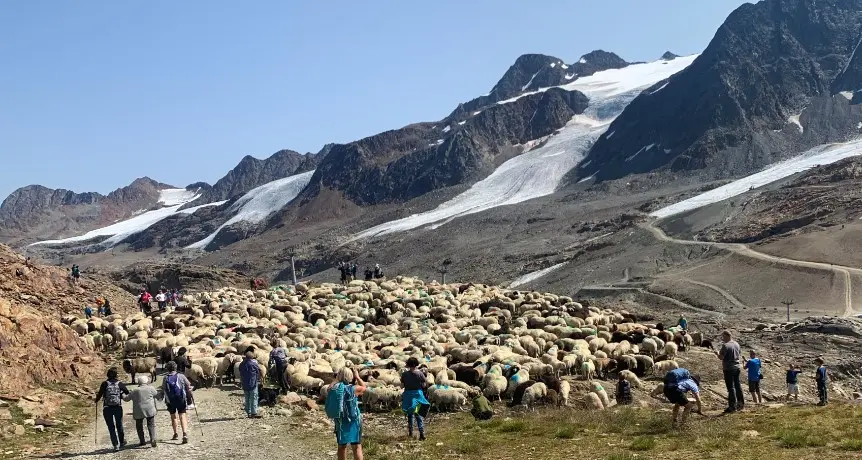 Lo spettacolo della transumanza che in val Senales si ripete da secoli In attesa dello sci... - Video