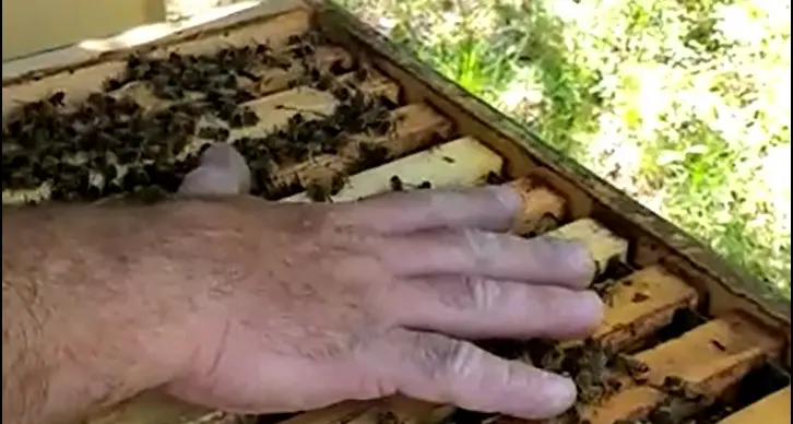“Addomestica” le api solo con il calore delle mani Il risultato è incredibile