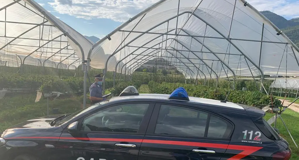 Pinè, prelievo abusivo d'acqua per irrigare: il maxi conto è doppio. Ma gli imprenditori respingono le accuse