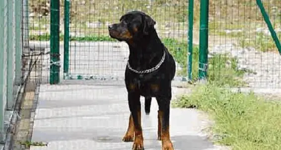 Trento, un servizio si prende cura dei cani di persone malate di covid