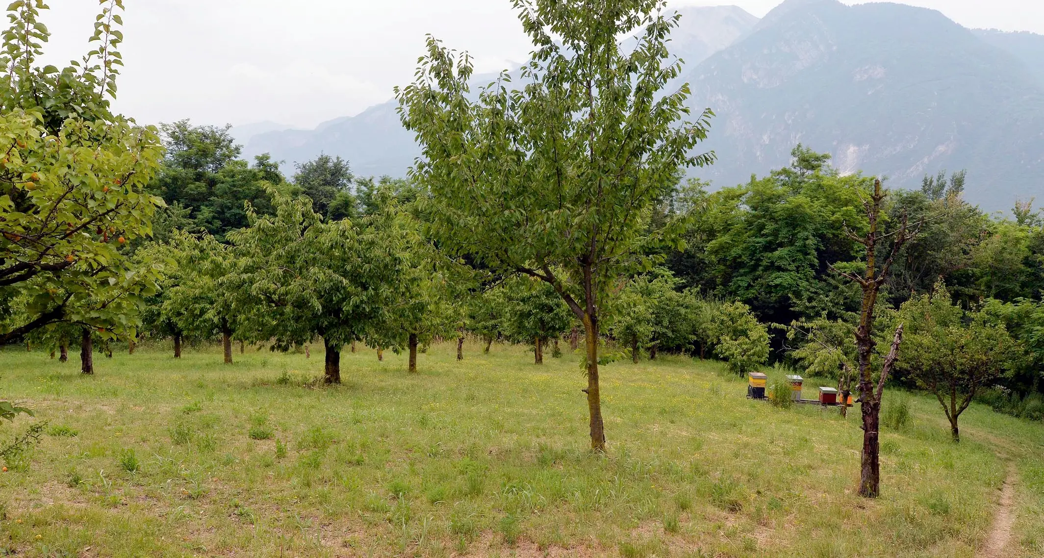 Il Comune di Trento pianterà duemila alberi (e li prende gratis)