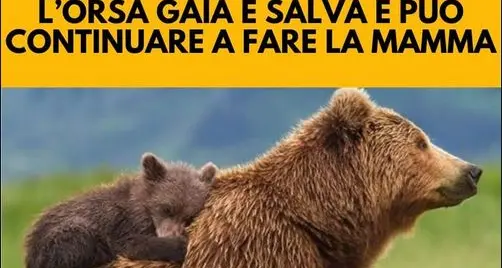 Stop alla cattura dell'orsa Jj4 Esulta anche il ministro Costa