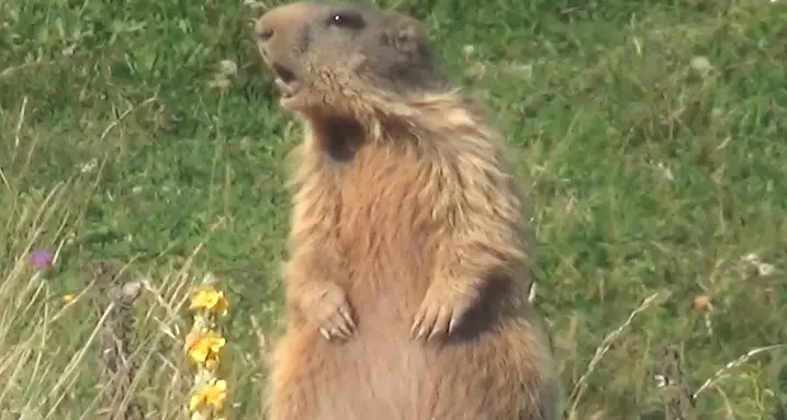 La marmotta sta di sentinella mentre il cucciolo se la spassa al sole