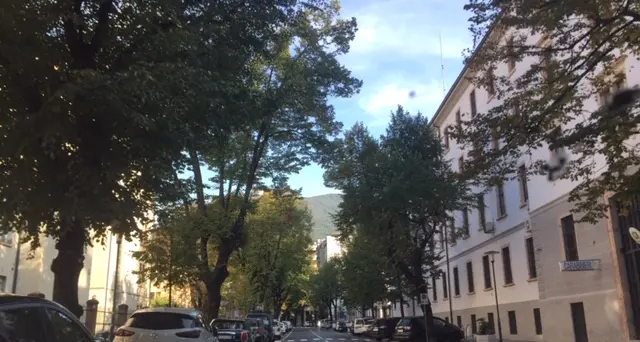 Altri tagli di alberi a Trento in via Barbacovi intervento sui tigli: sono ammalati