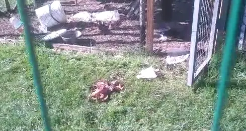 Fai della Paganella: l'orso fa razzia di galline Si sospetta che il colpevole sia il cucciolone M57 che i forestali vogliono catturare - VIDEO