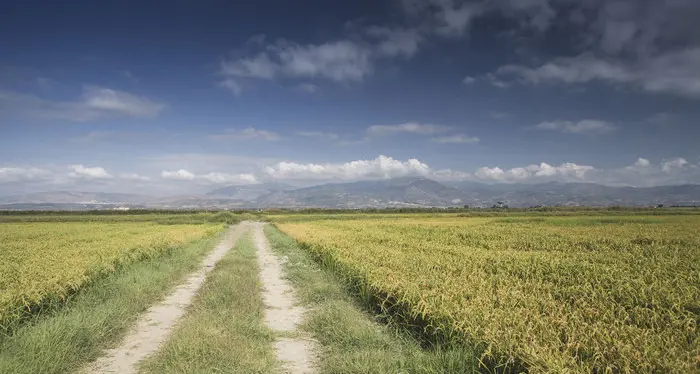 Via al raccolto del riso e non più solo al Nord: coltivazioni in Calabria