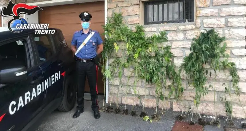 Carabinieri a caccia di marijuana sul Bondone, con la foto trappola incastrato un «coltivatore» del posto