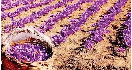 Economia solidale? In Vigolana è anche produrre zafferano