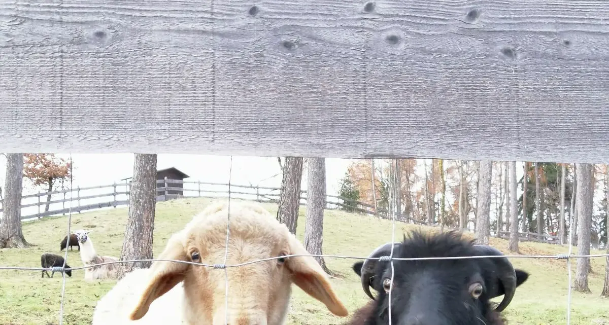 A malga Candriai la fattoria con molti animali e anche la pet-therapy