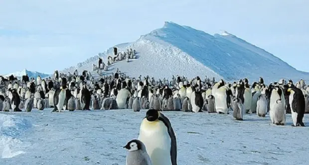Antartide, scoperte dallo spazio 11 colonie di pinguini