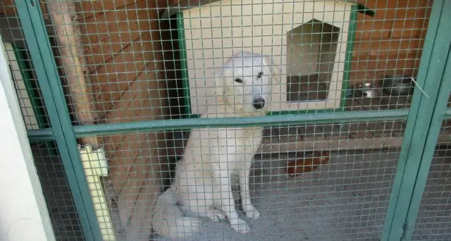 Pinzolo: trovata cagnolona nel parco Pineta si cerca il proprietario