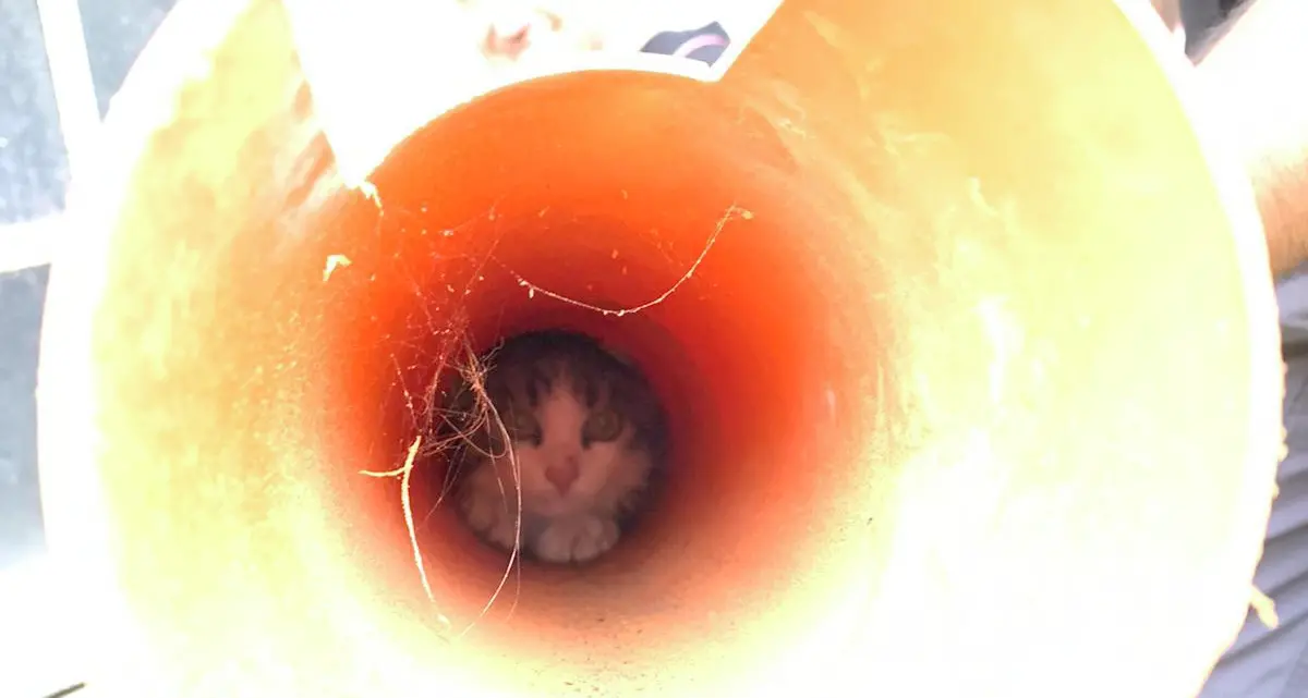 Gattino incastrato nel tubo salvato dai pompieri di Storo