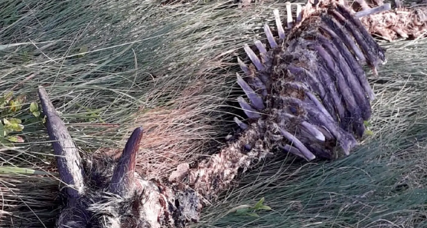 I lupi banchettano a cima Costalta tra l'altopiano di Piné e la val dei Mocheni: si sono mangiati una ventina di capre