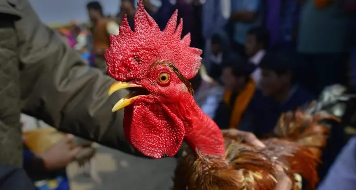 Il gallo canta troppo presto: scatta la multa di 166 euro perché disturba il vicinato