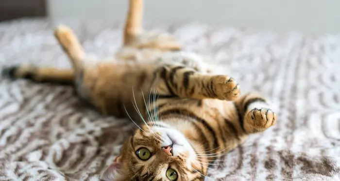 Fotografare i gatti: tanta pazienza e qualche trucco