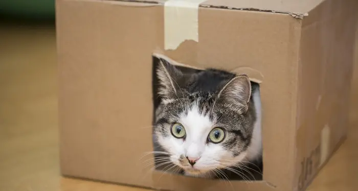 L'irresistibile attrazione del gatto per le scatole di cartone