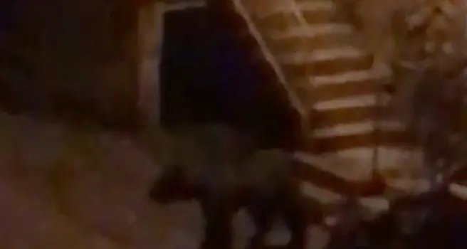 Paganella, l'orso sale le scale di casa e si affaccia alla finestra! - Video