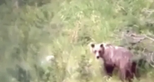 L'orsa con due cuccioli alle porte di Zambana Vecchia ecco lo spettacolare VIDEO