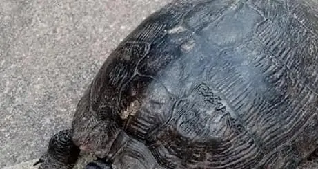 Tartaruga vagabonda per strada trovata a Castello Tesino e il Comune cerca i padroni