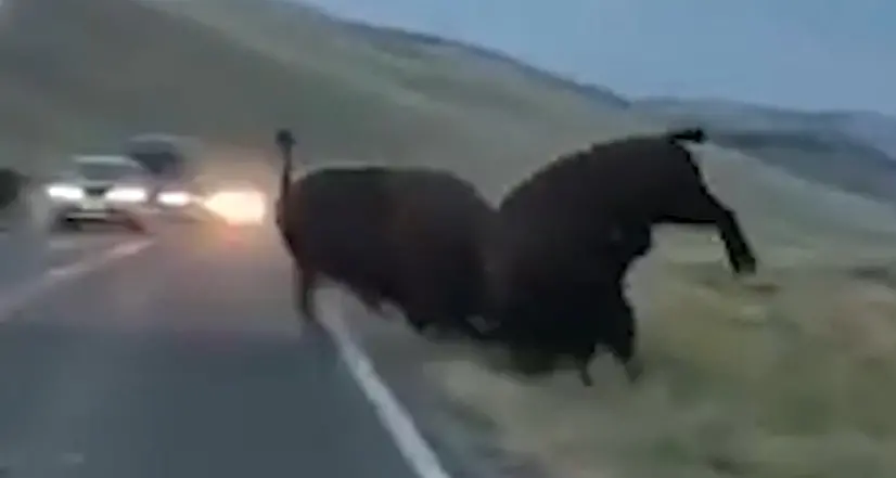 Yellowstone, la lotta tra colossi - Video I bisonti nella stagione degli amori