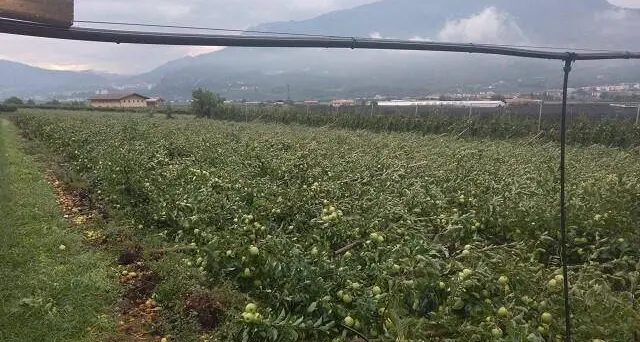 Aldeno, devastazione nei campi 300 ettari di mele e poi le vigne distrutti dalla tromba d'aria