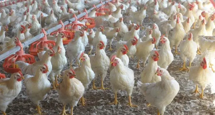Focolaio Covid alla pollo Aia nel Trevigiano 182 contagiati e un milione e mezzo di polli da abbattere