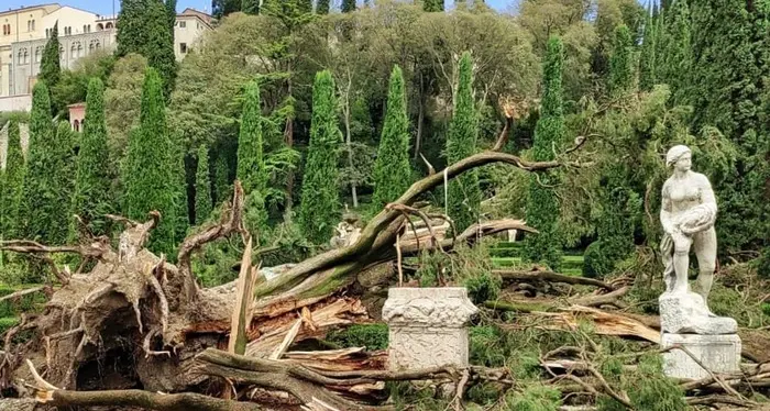 Il maltempo sopra Verona ha abbattuto anche il «cipresso di Goethe»
