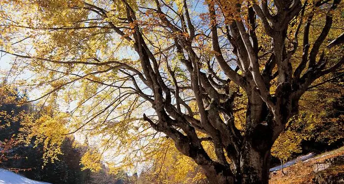 L'elenco alberi monumentali si troverà su Google Maps: geolocalizzati i «giganti»