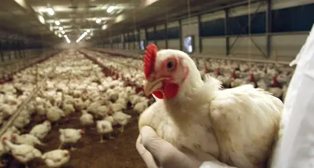 Focolaio Covid alla Pollo Aia, non verrà eliminato il milione di volatili, potranno essere macellati normalmente