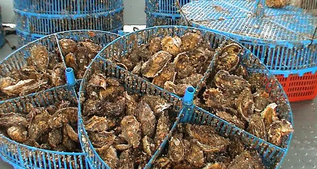 Anche Licia Colò in campo contro l'allevamento di ostriche previsto a Golfo Aranci