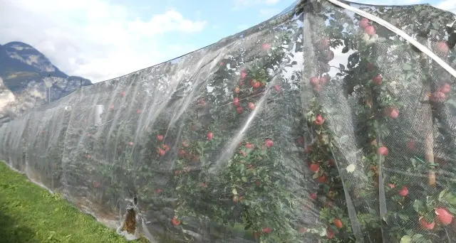 Impianti irrigui e teloni anti-grandine e anti-insetto: dalla giunta quasi due milioni