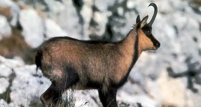 Clima: il camoscio dell'Appennino a rischio estinzione nel 2070