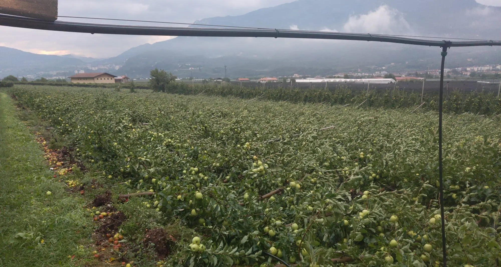 Vento e grandine: danni a frutteti e vigneti in Destra Adige, da Ravina a Garniga