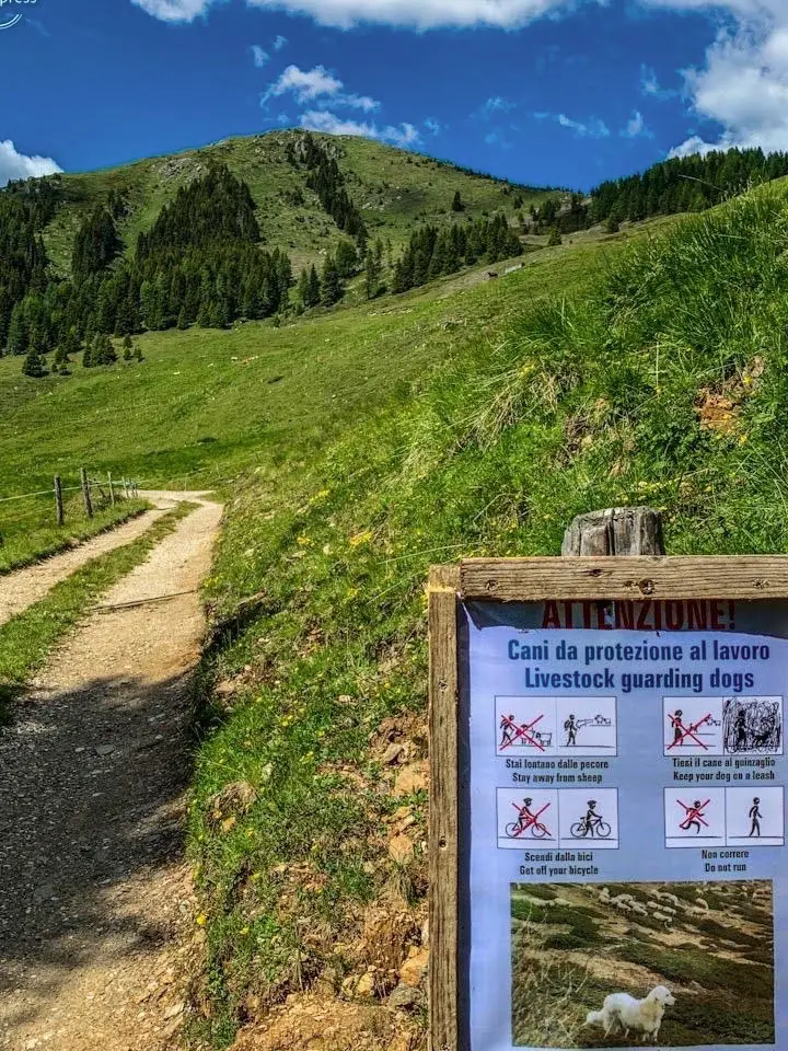 cartello cani anti orso e lupo comparsi sul Lagorai - luglio 2020