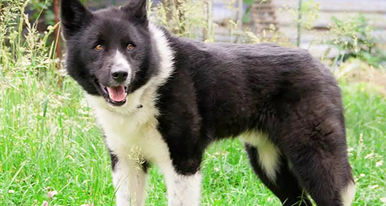 I nuovi cani da pastore anti lupi \"spauracchio\" dei bikers