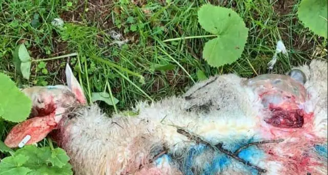 Il lupo fa strage di pecore a Malga Sass: uccisi otto dei 30 esemplari del gregge La rabbia dei proprietari: «Ora basta»