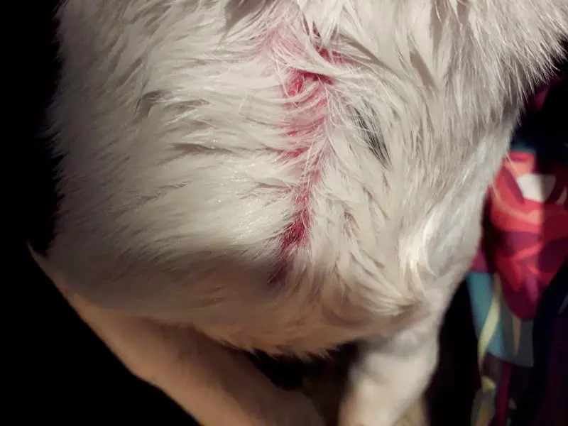 cane azzannato da pitbull via Fontana Rovereto