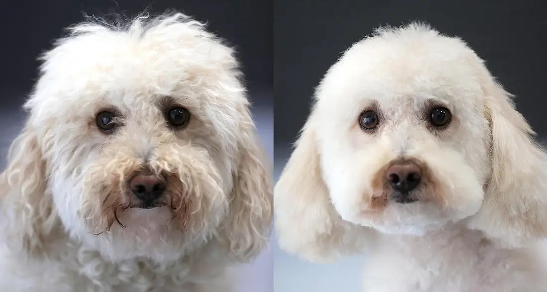 Quanti anni \"umani\" ha il tuo cane?