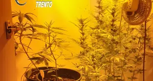 Uno studente 16enne di Arco ha realizzato nell'armadio in camera una serra \"professionale\" di marijuana