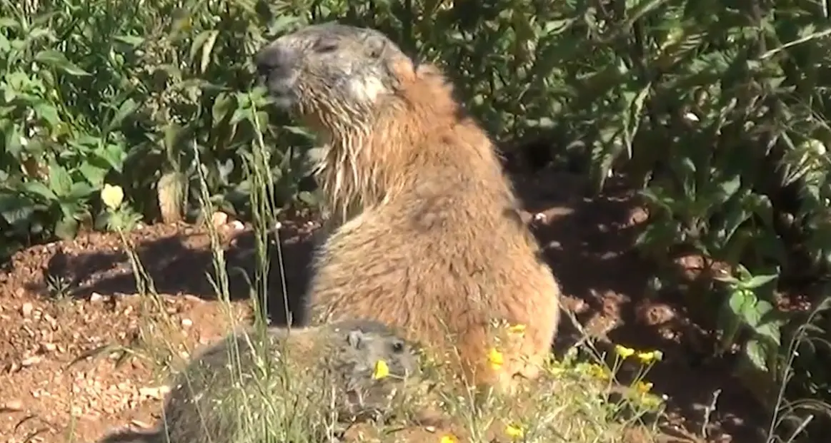 Lessinia: la marmotta a guardia della tana nel prato sorveglia il suo cucciolo