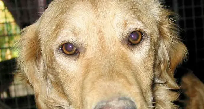 Campiglio: cane morso sul muso da una vipera