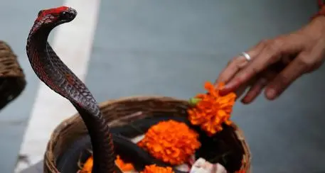 India: 1,2 milioni di persone uccise dai serpenti in 20 anni