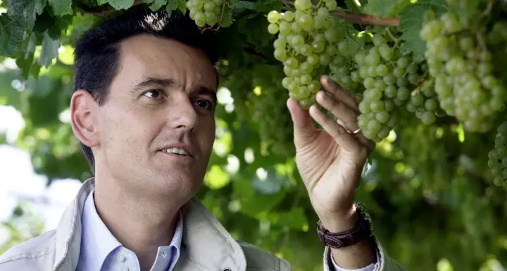 Via alla vendemmia del Ferrari: anticipo di 9 giorni sulla media «Annata potenzialmente ottima»