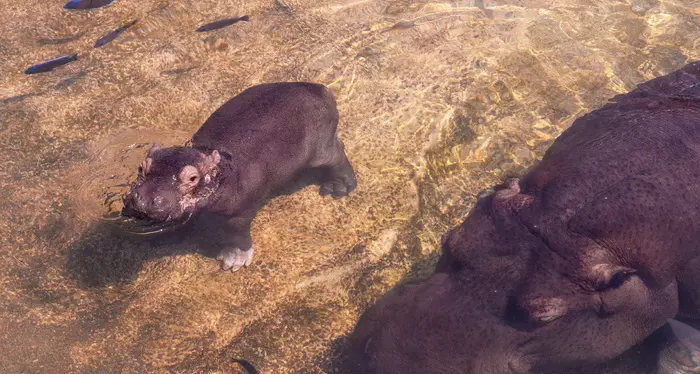 Nato un cucciolo di ippopotamo al Bioparco di Torino