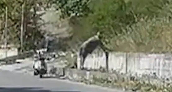 Piromane preso con le mani nel sacco Filmato mentre appicca il rogo a un bosco - Video